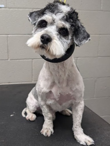 shaved dog