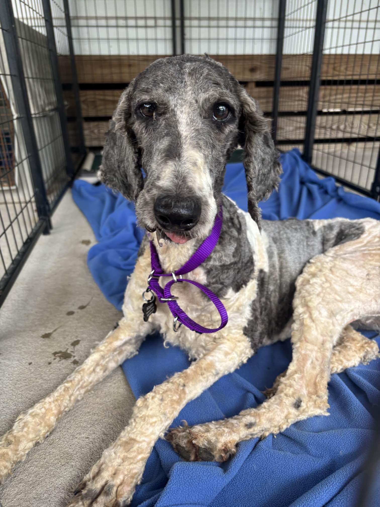 shaved dog in crate