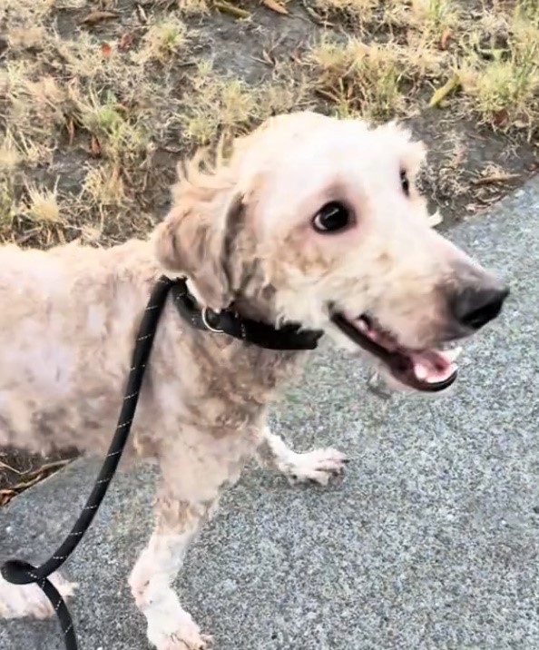 shaved dog on leash
