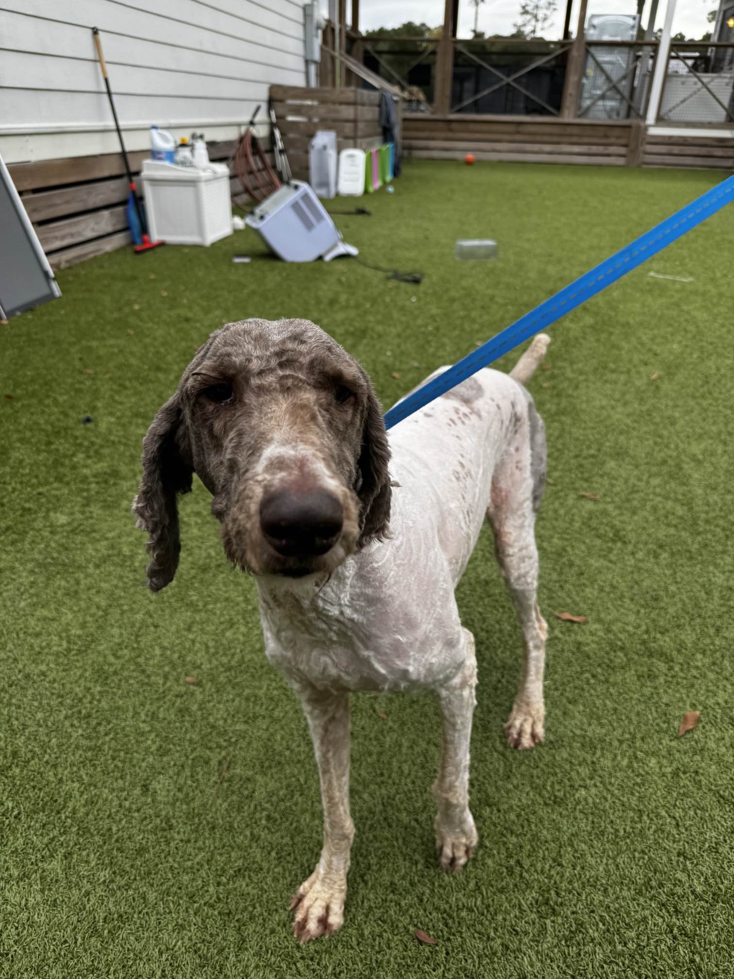shaved dog on leash