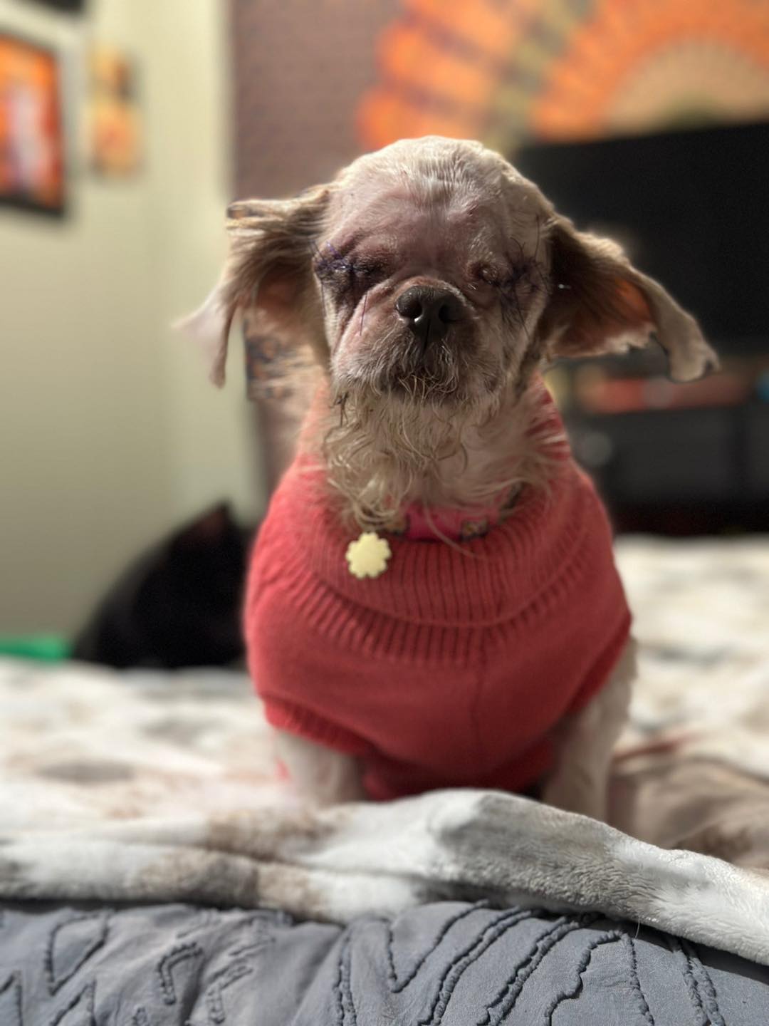 shaved dog with clothes on