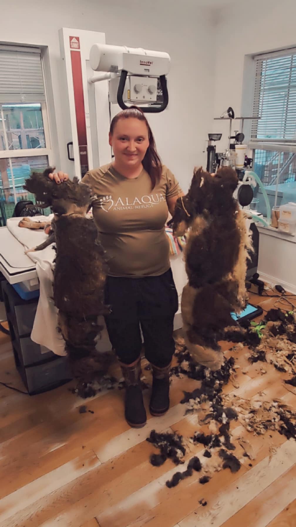 shaved dogs fur