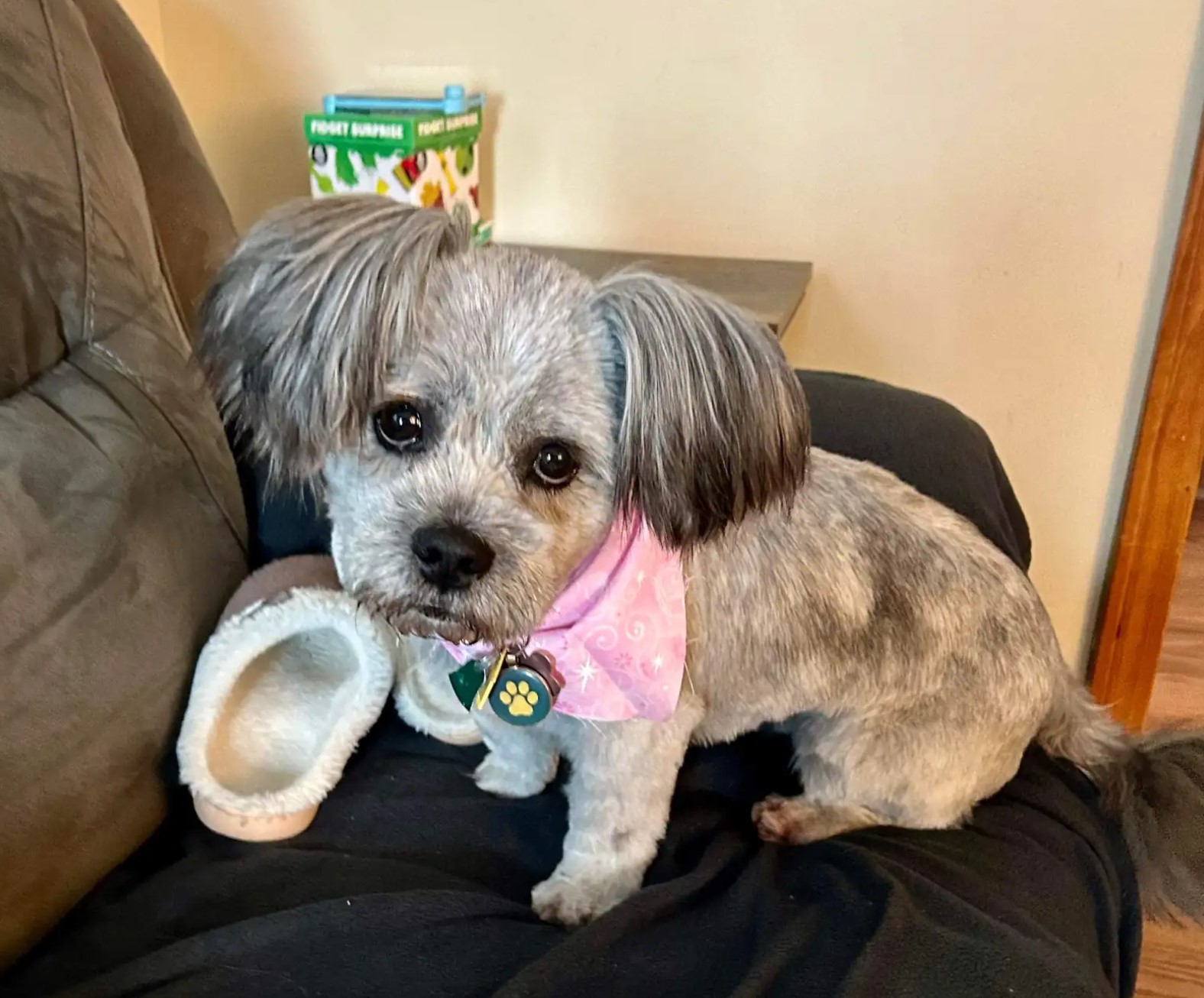 shaved puppy with pink bandana