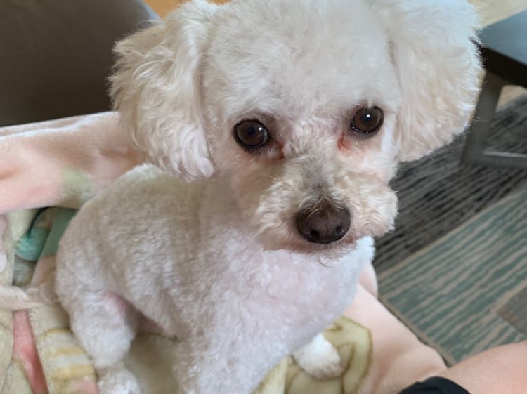 shaved white dog