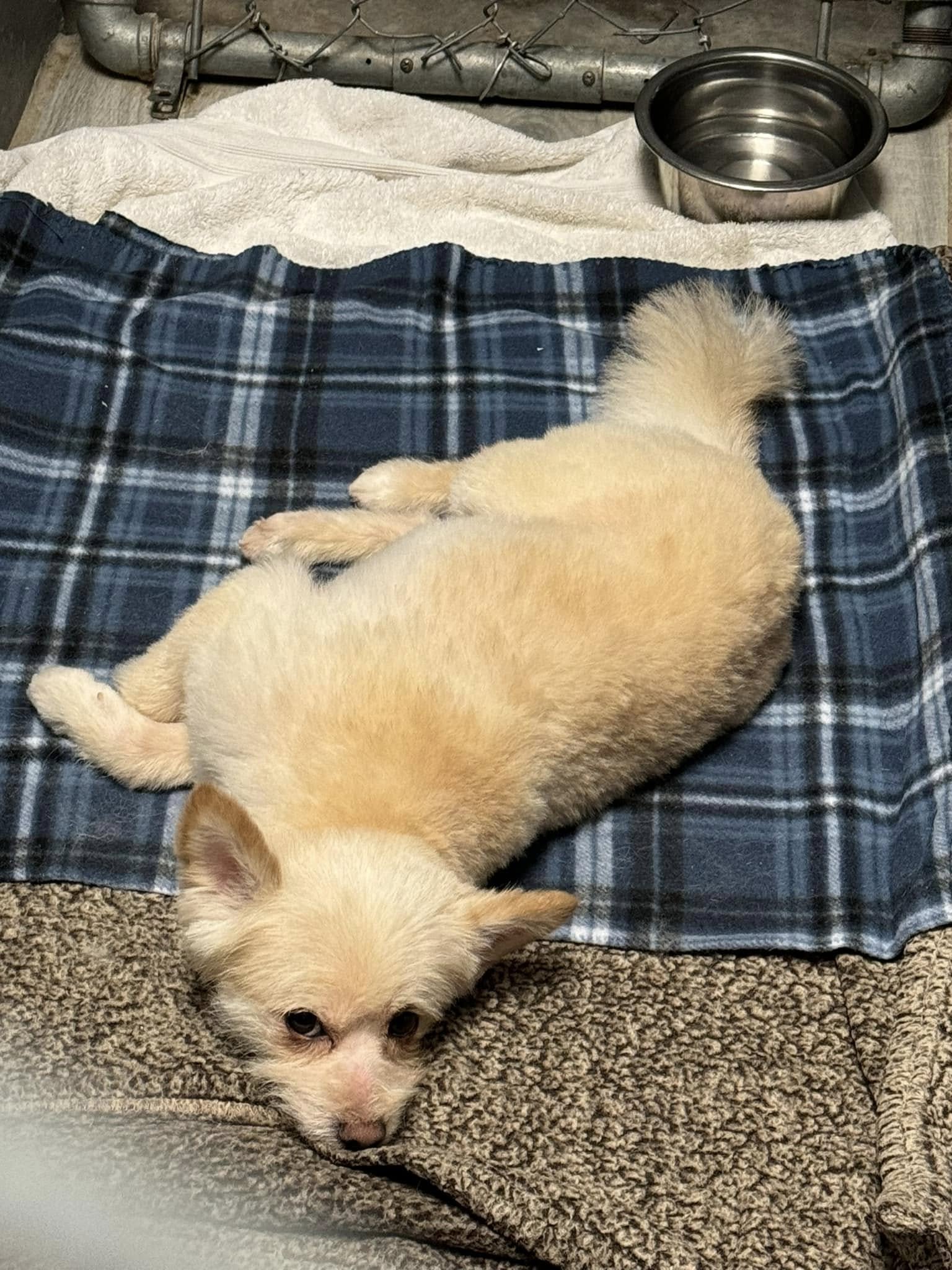 shaved white dog