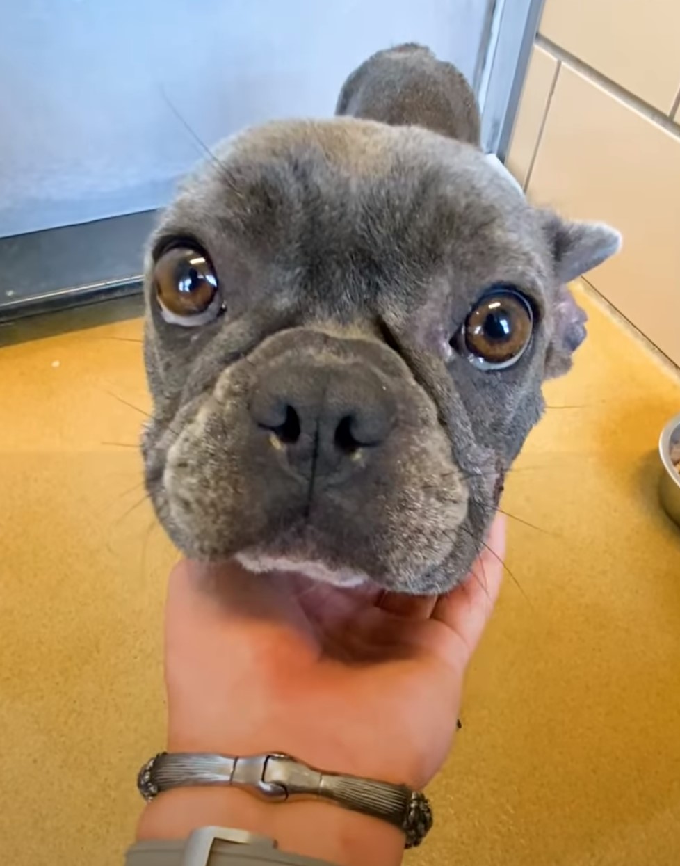 shelter dog
