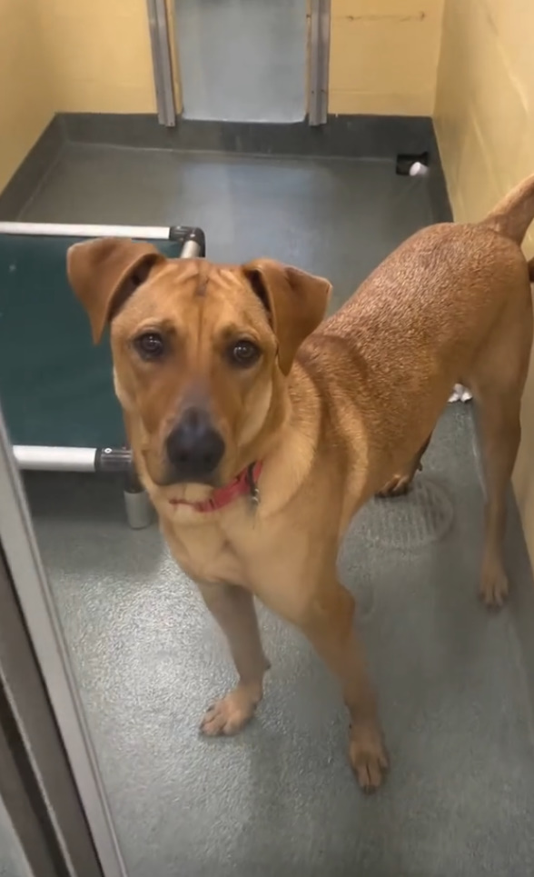shelter dog