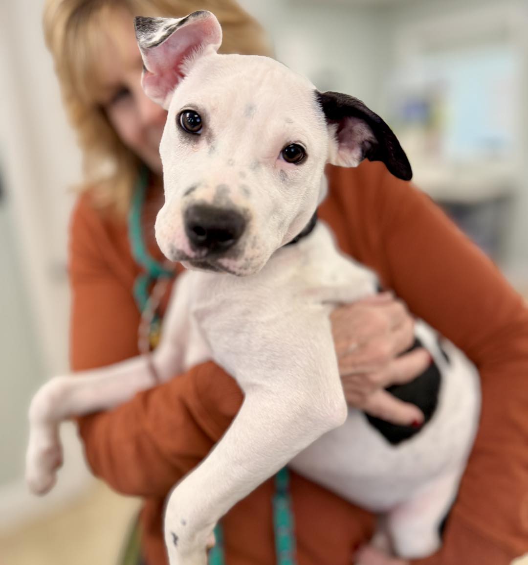 shelter dog and volunteer