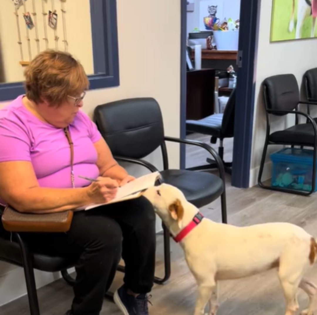 shelter dog interacts with woman