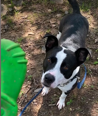 shelter dog looking up