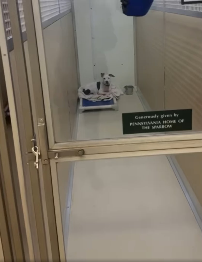 shelter dog lying in kennel
