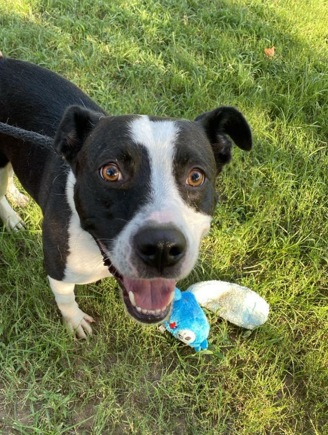 shelter dog on a leash