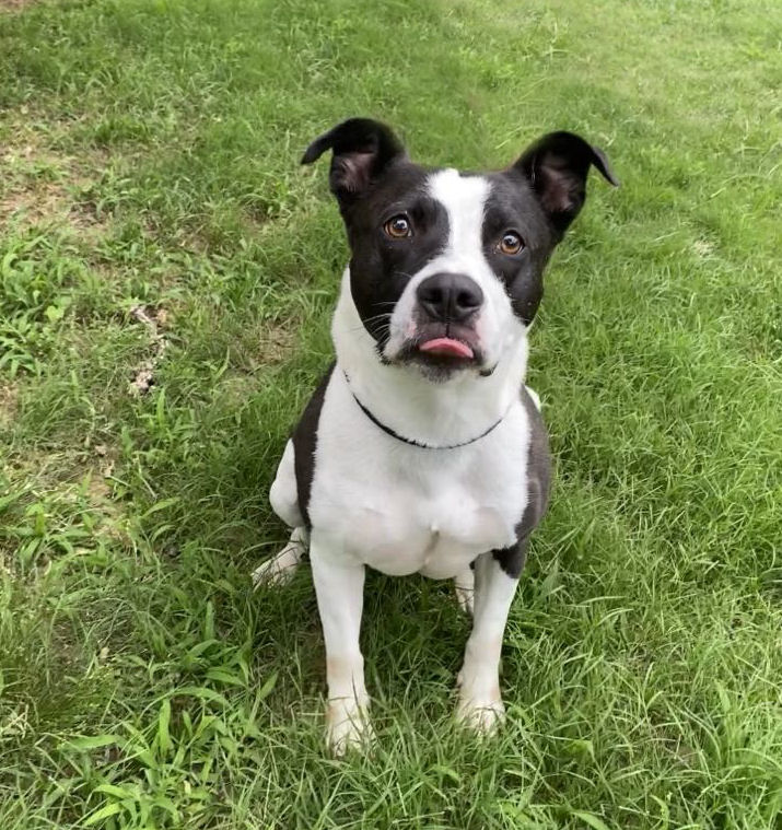 shelter dog sitting in grass