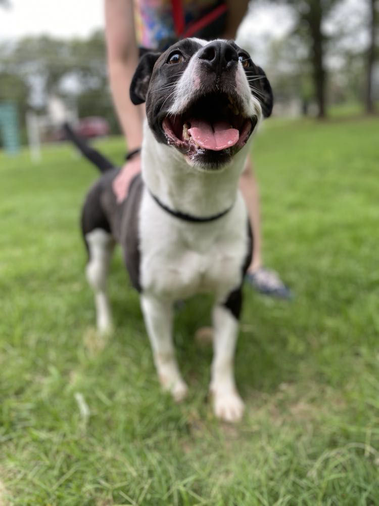 shelter dog smiling