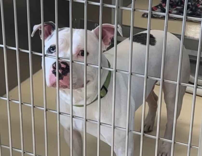 shelter pup in kennel