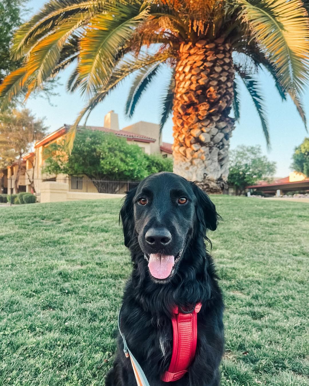 shy black dog