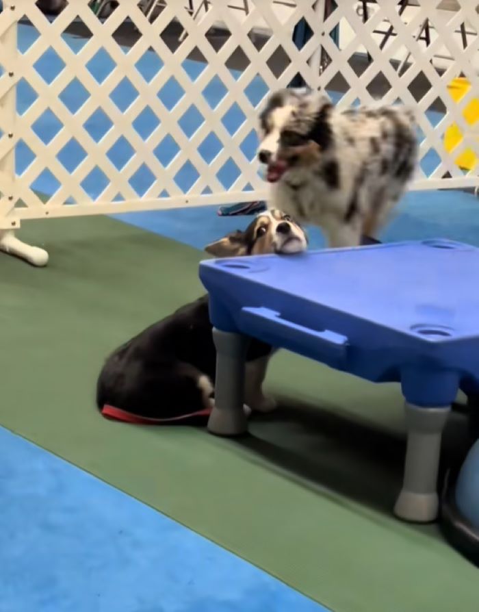 shy corgi