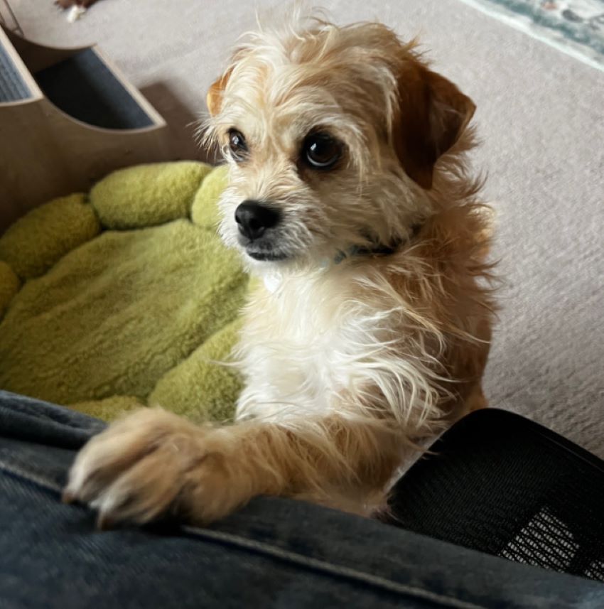 shy dog