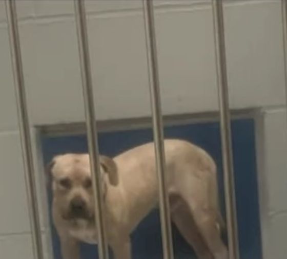 shy dog in cage