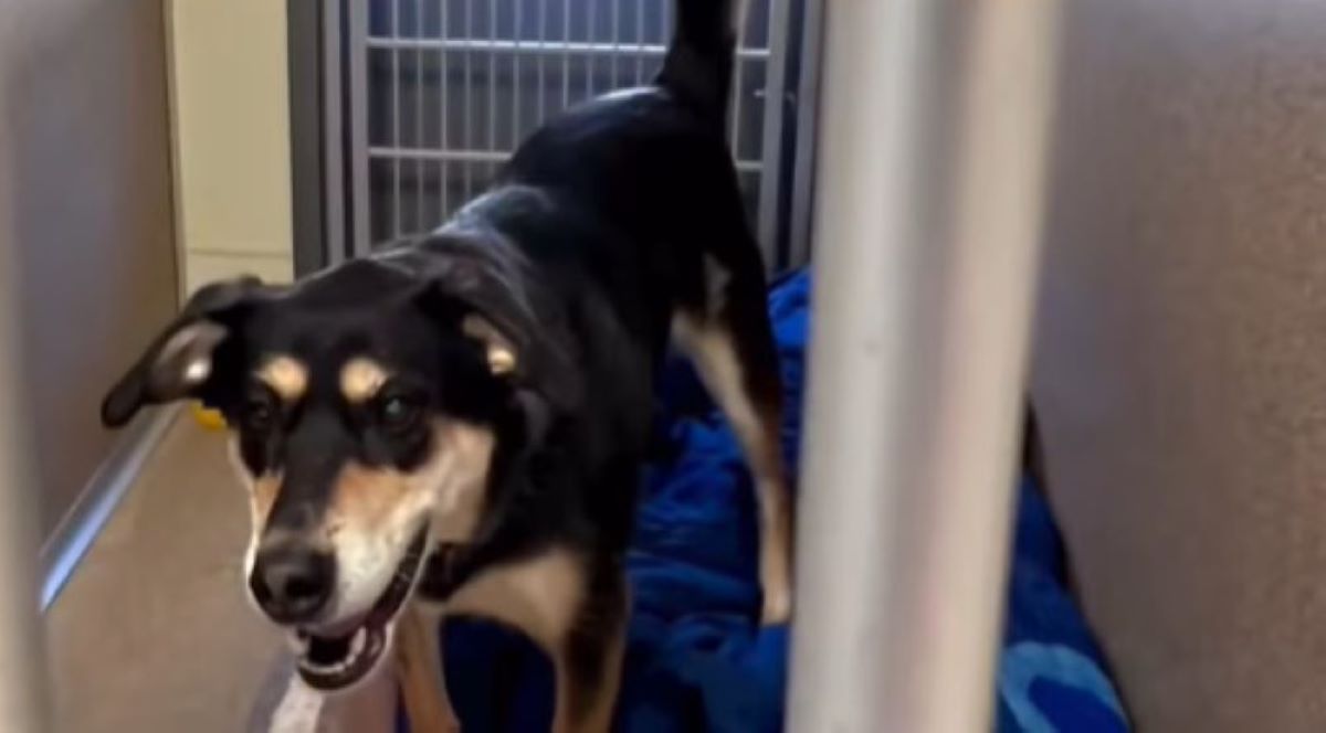 shy shelter dog