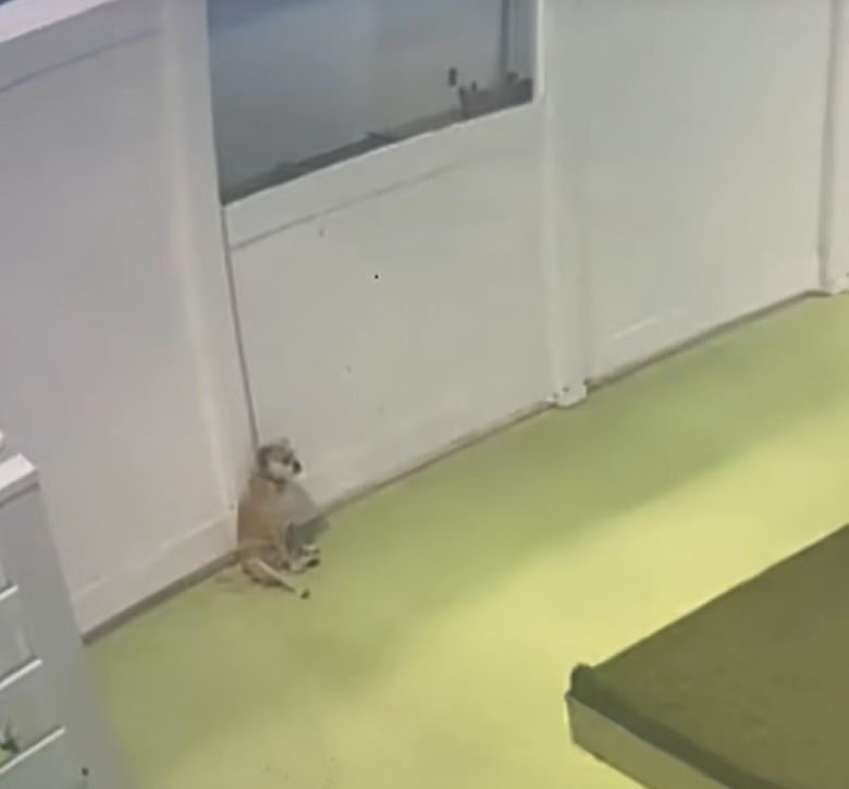 shy tiny dog