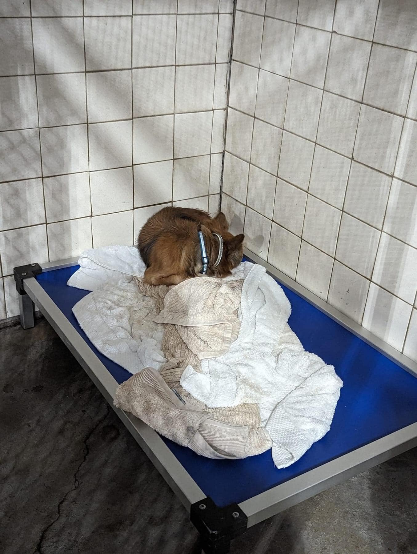 sick dog