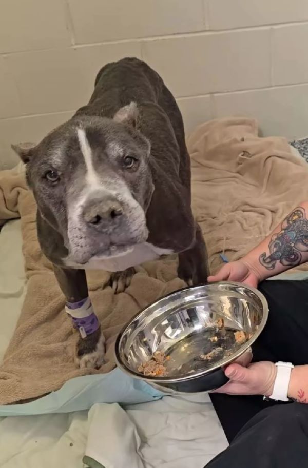 sick dog and food