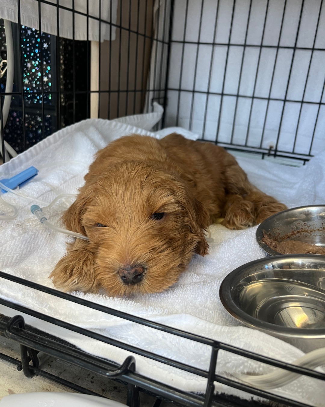 sick dog in crate