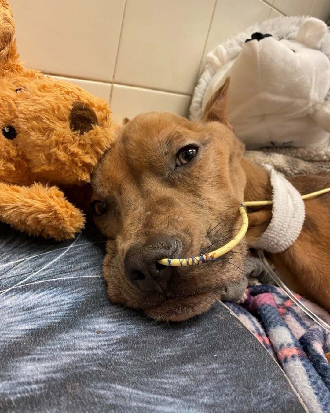 sick dog in treatment