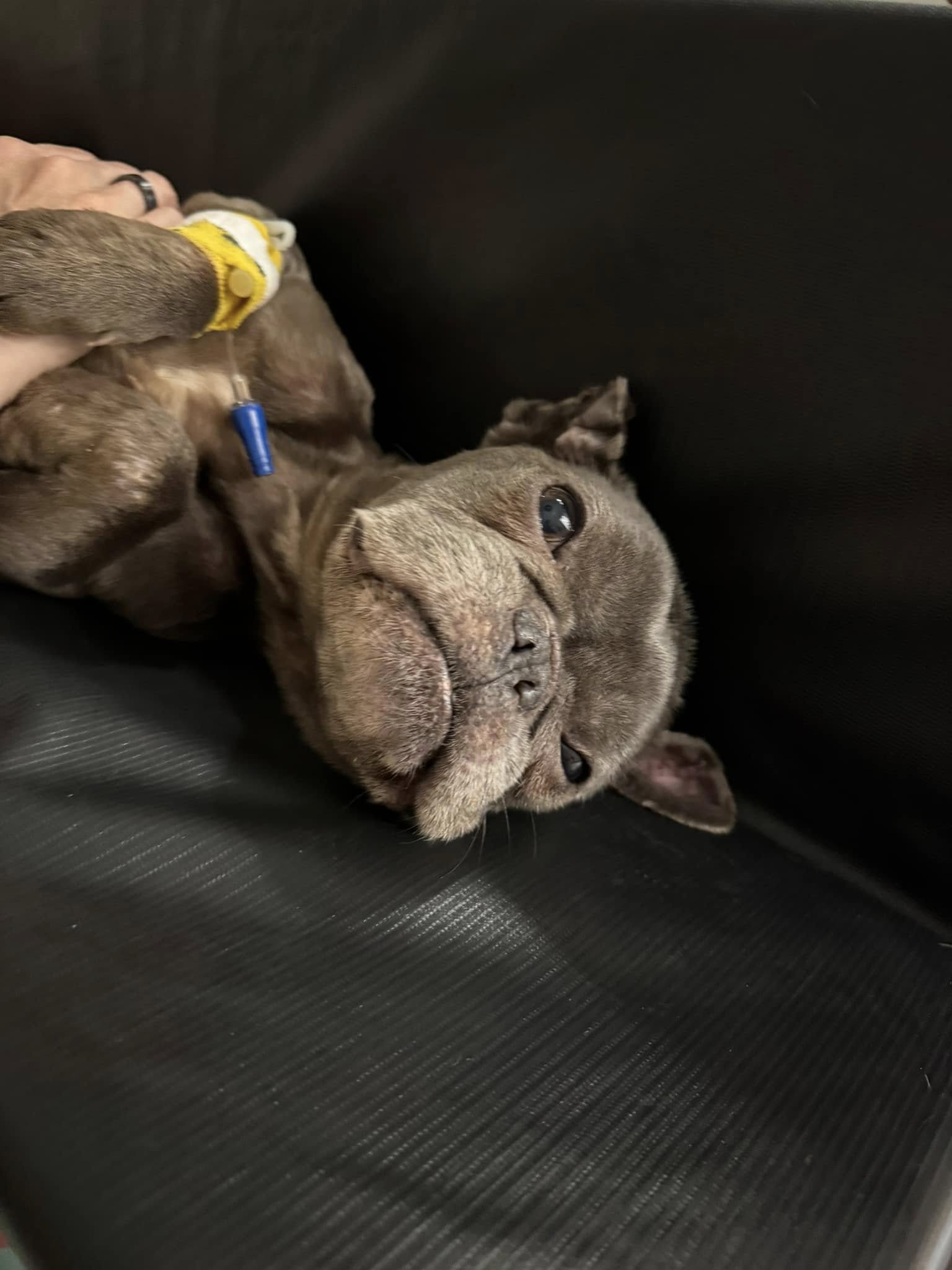 sick dog laying down