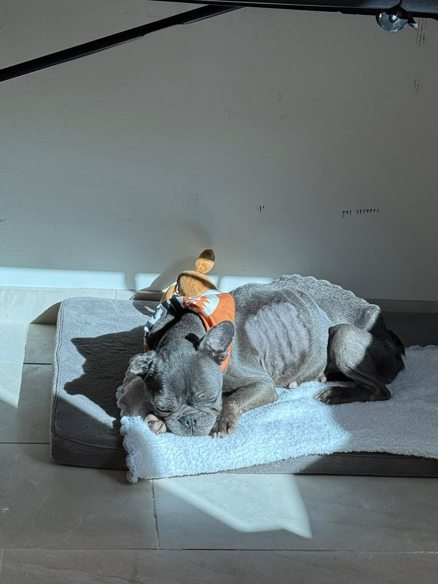 sick dog sleeping