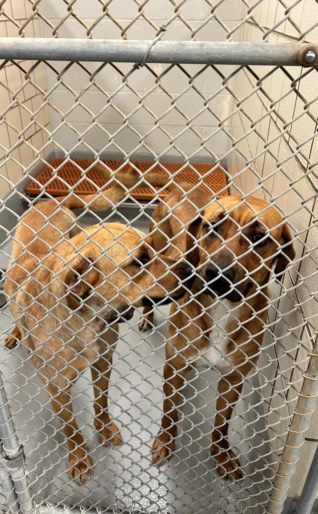 sister dogs in shelter