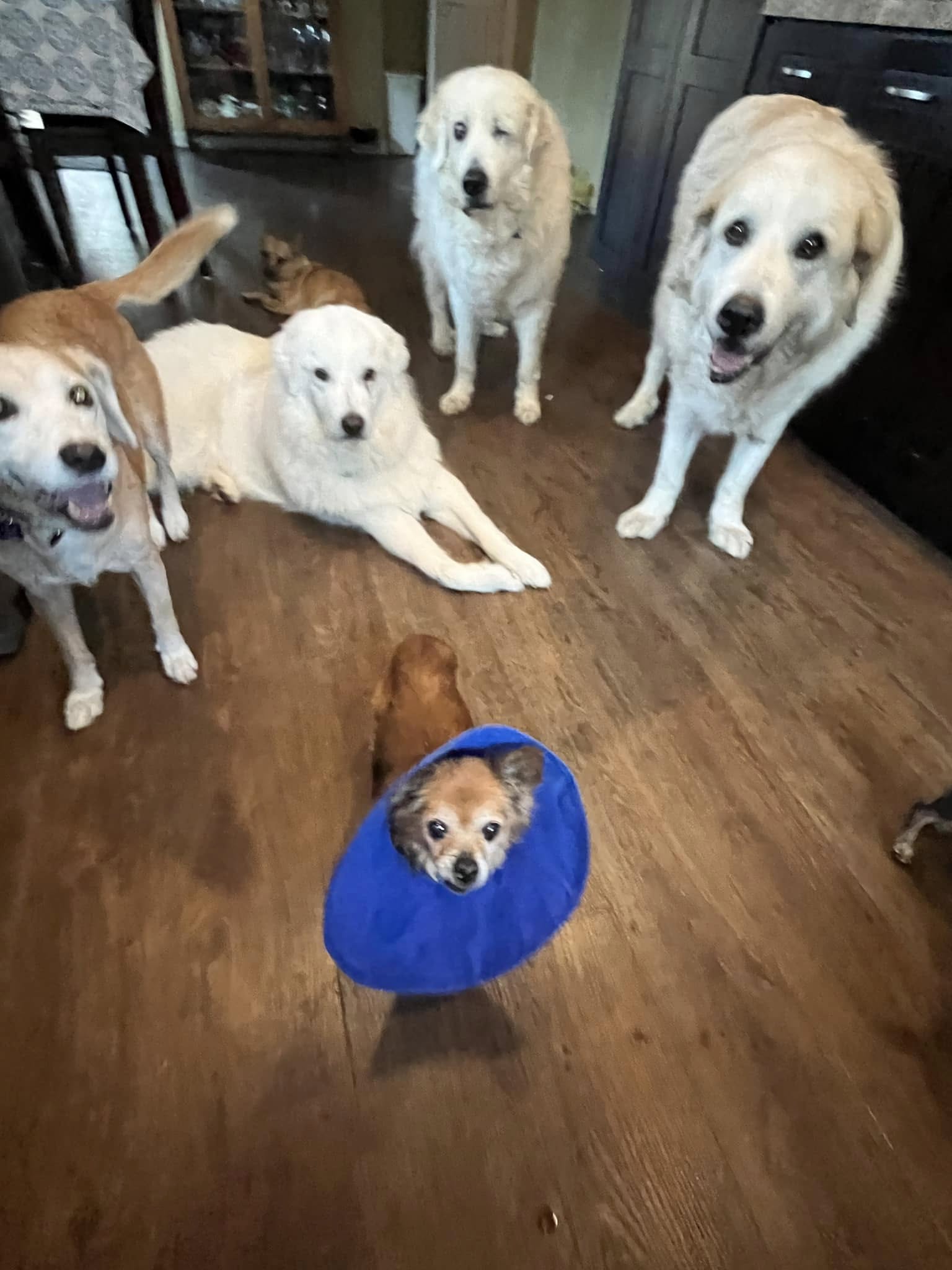 six dogs