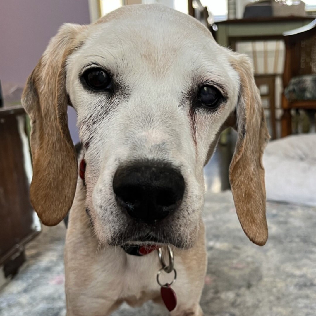 skinny Beagle