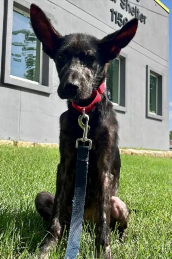 skinny black dog on leash