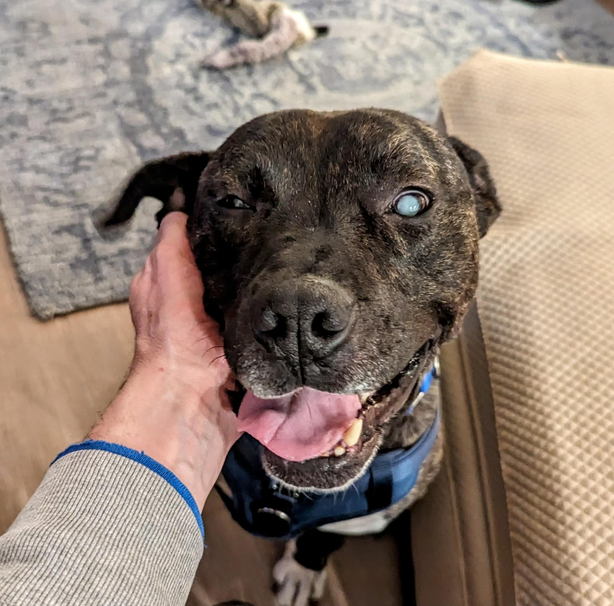 skinny blind dog