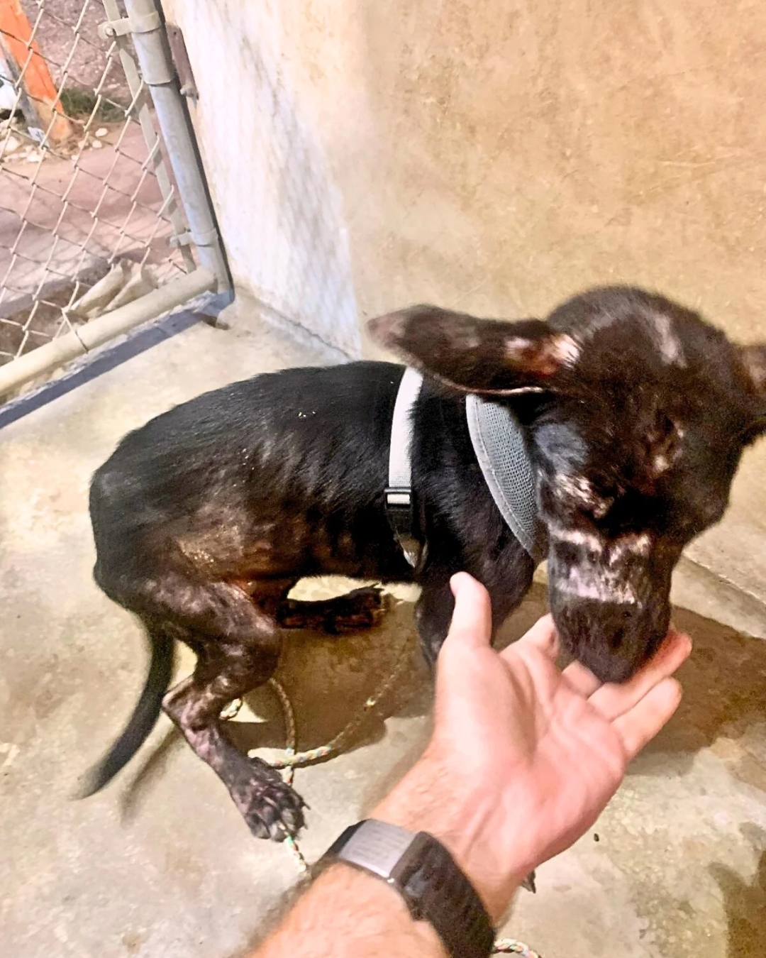 skinny dog