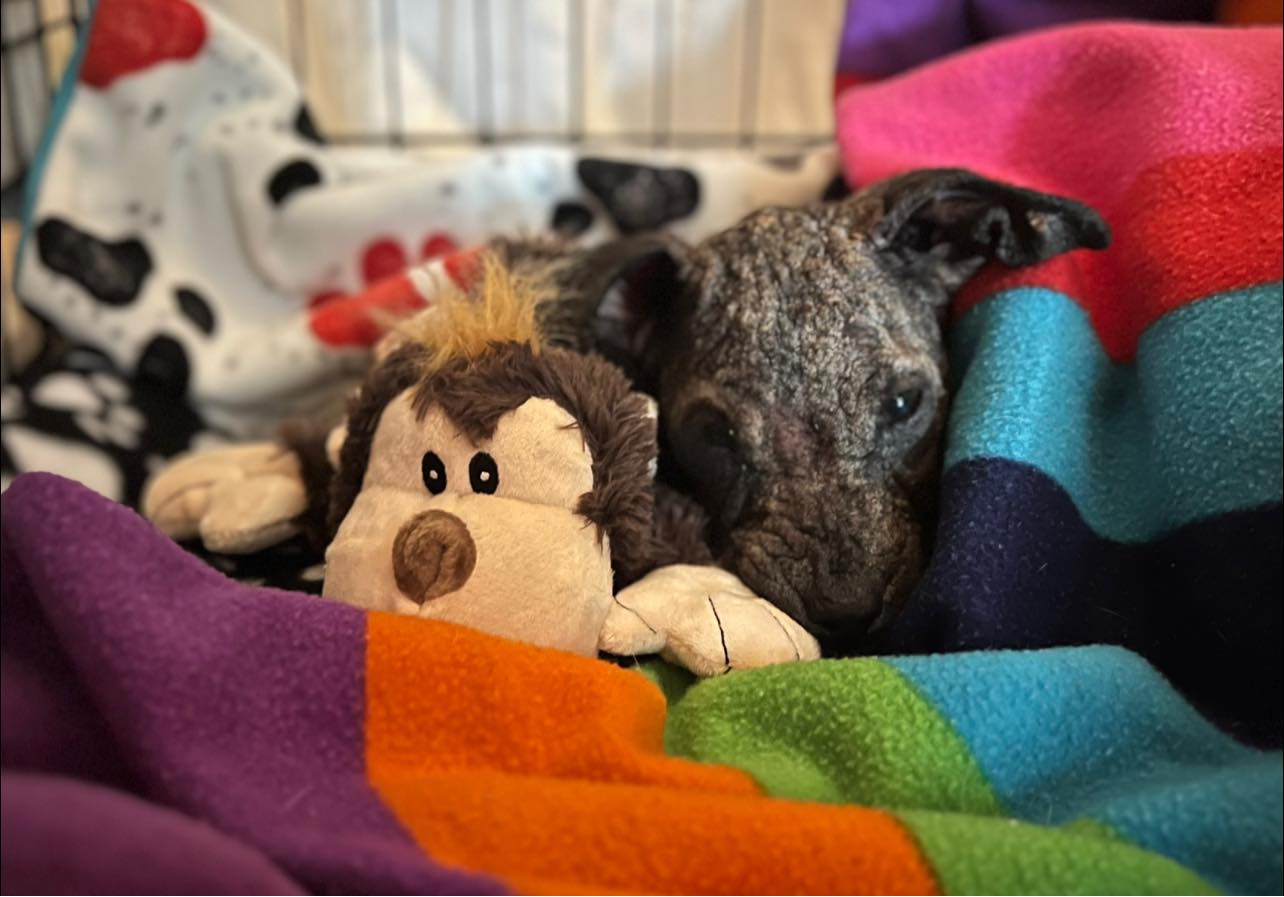 skinny dog and toy