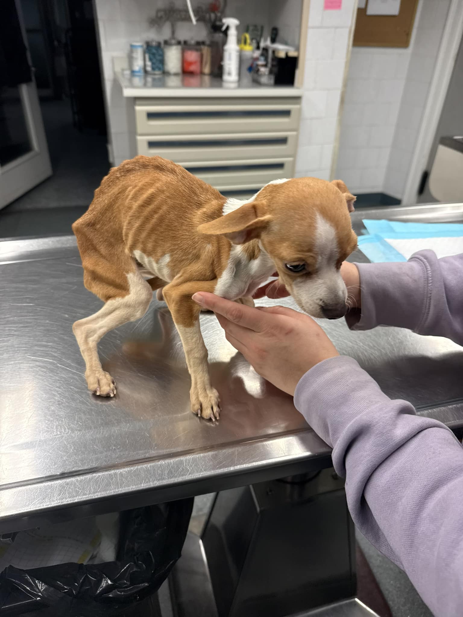 skinny dog at vets