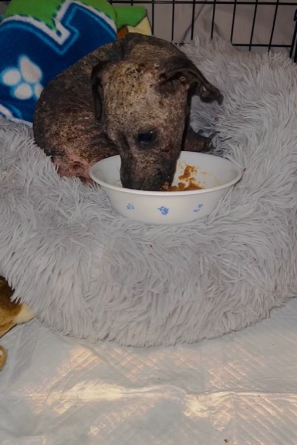 skinny dog eating
