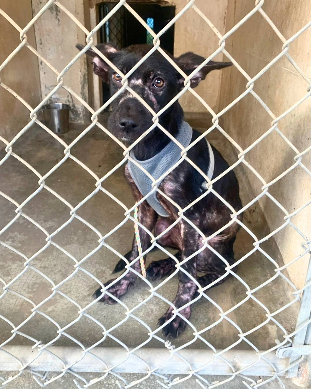 skinny dog in shelter