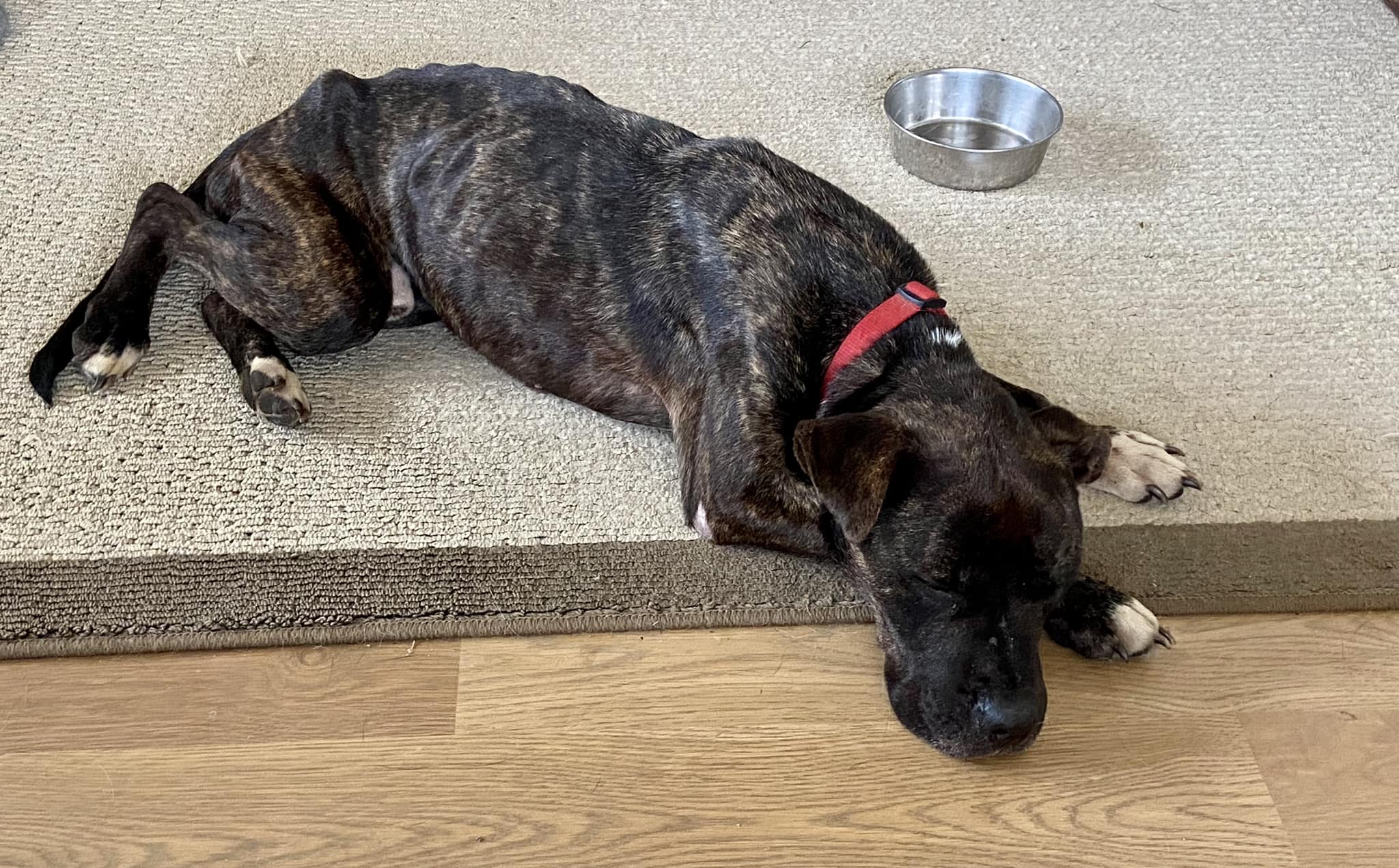 skinny dog laying on rug