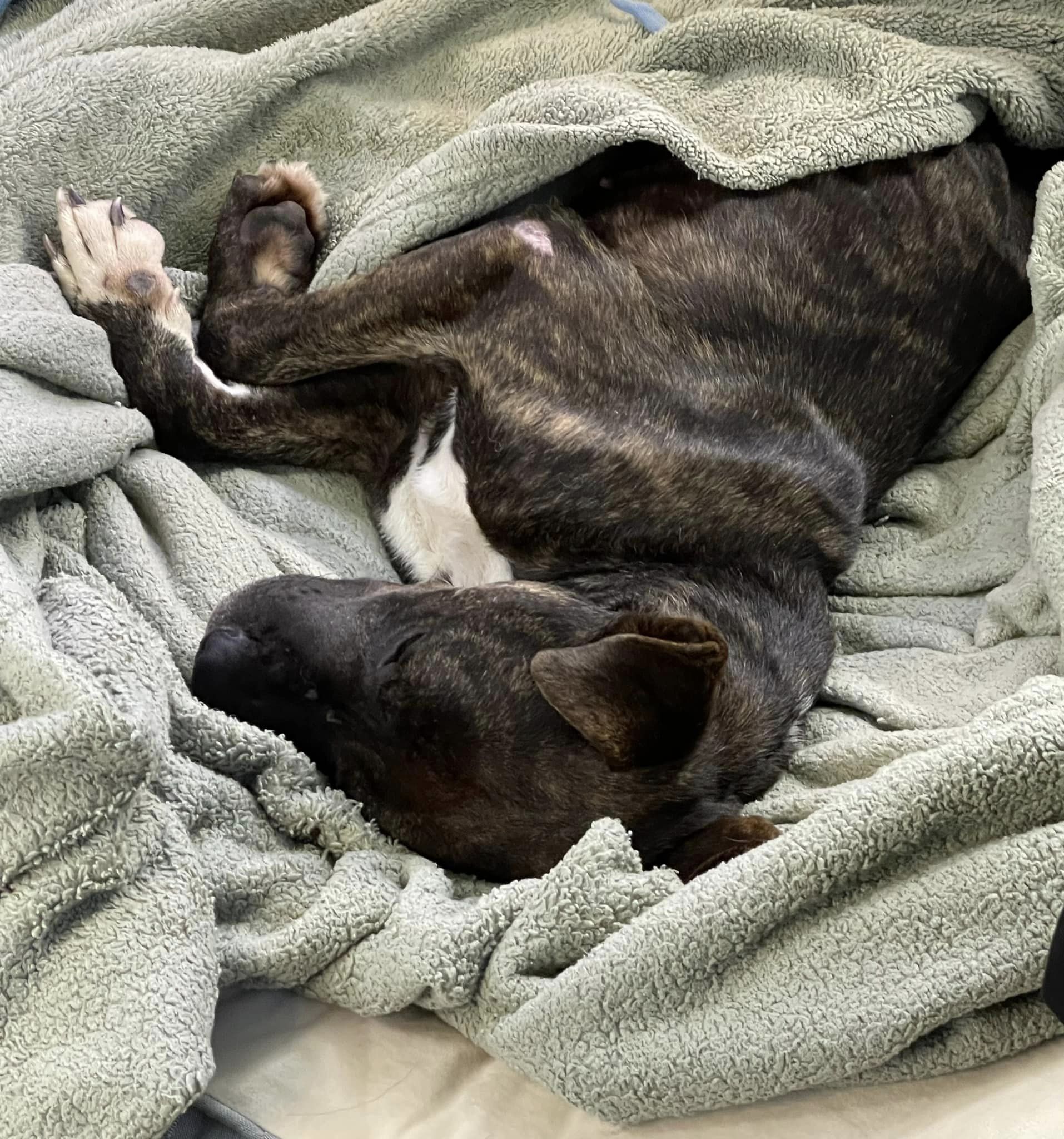 skinny dog sleeping