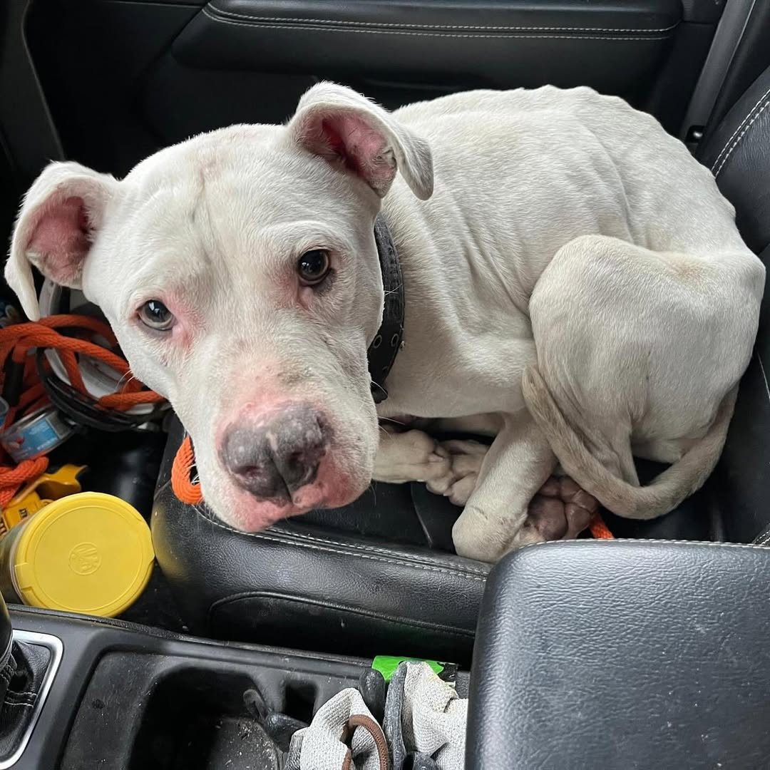 skinny white dog