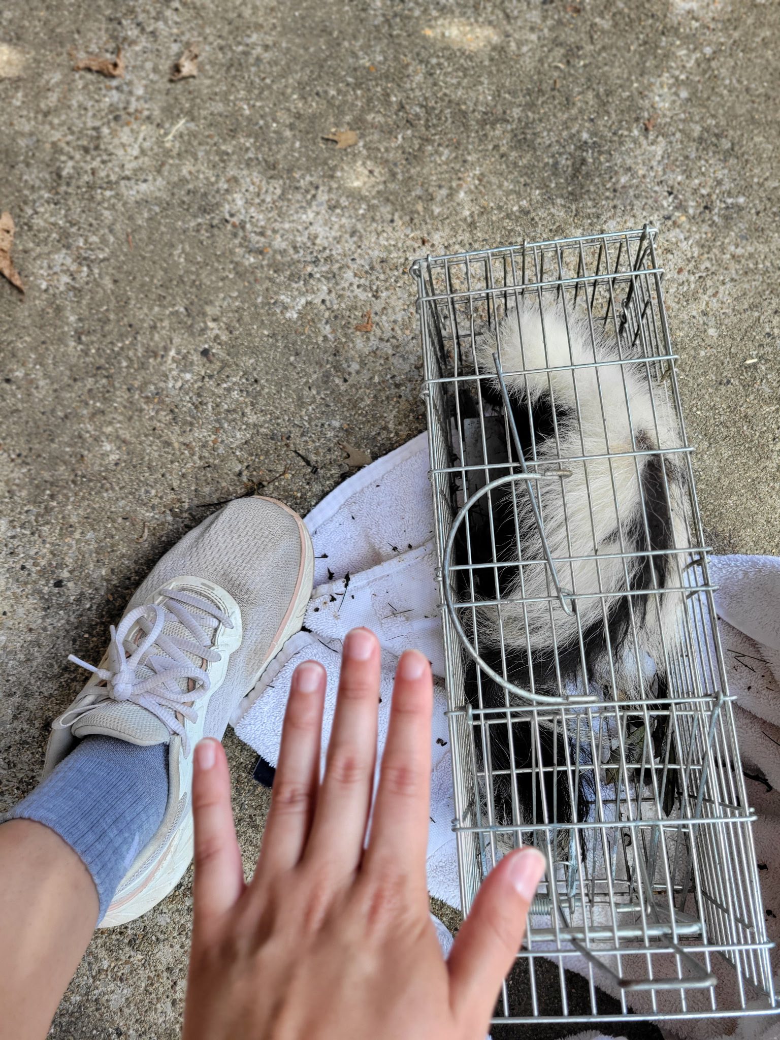 skunk in crate