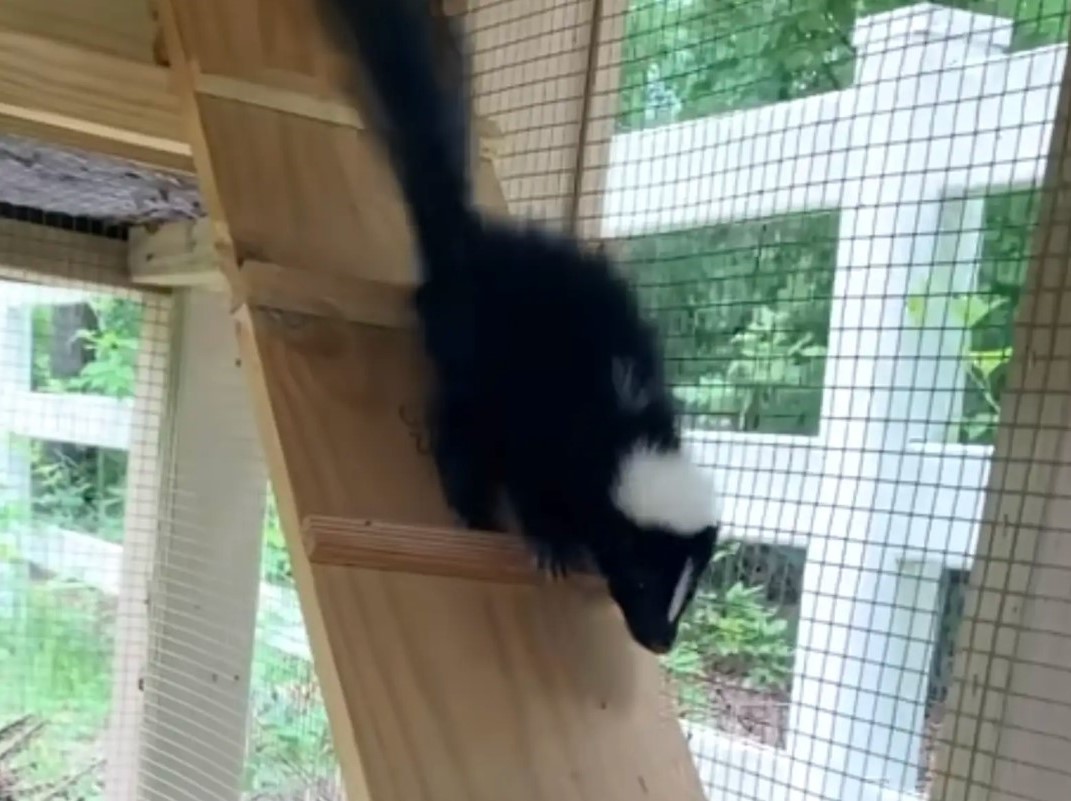 skunk running