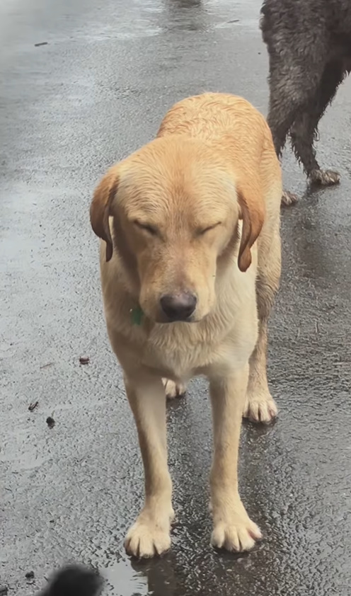 sleepy dog