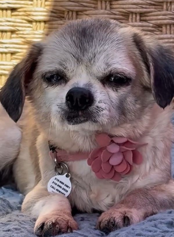 sleepy tiny dog