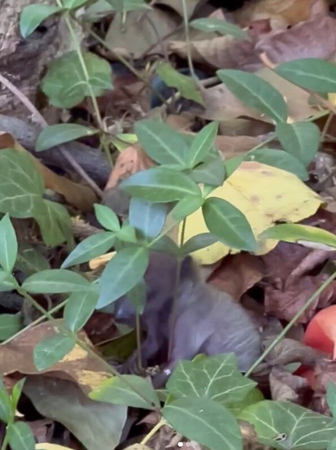 small animal between leaves
