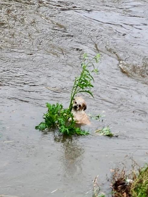 small dog in water
